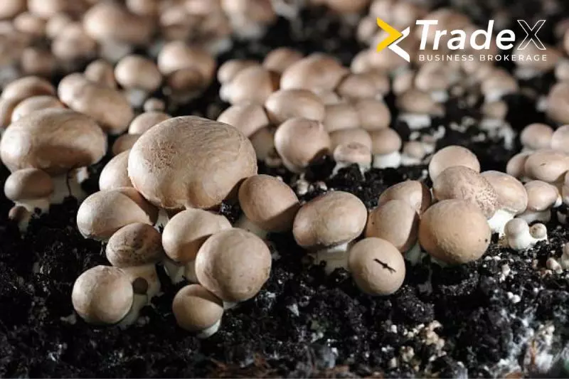 Afacere de vânzare în Brașov - fermă de cultivare a ciupercilor. Afacerea unei noi generații de antreprenori!