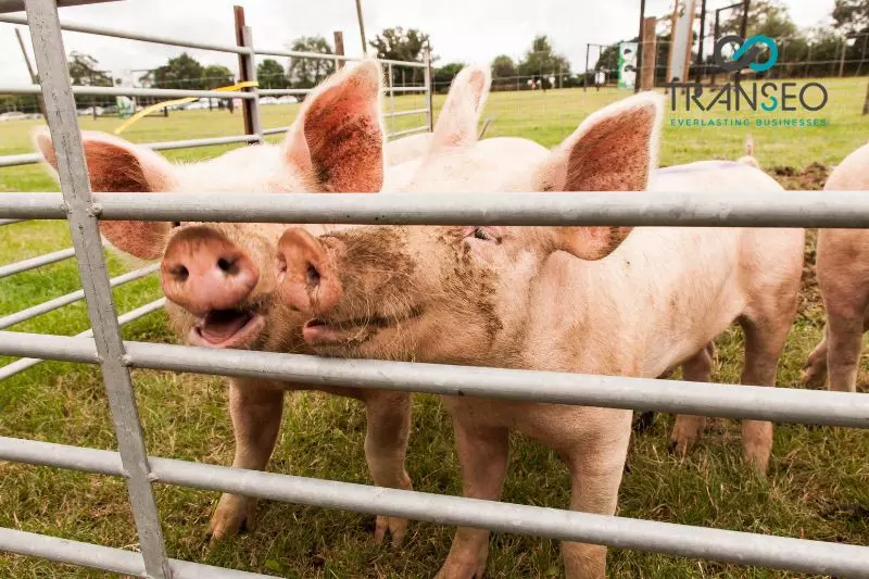 Business for sale, leading producer of innovative, top-quality pig housing equipment