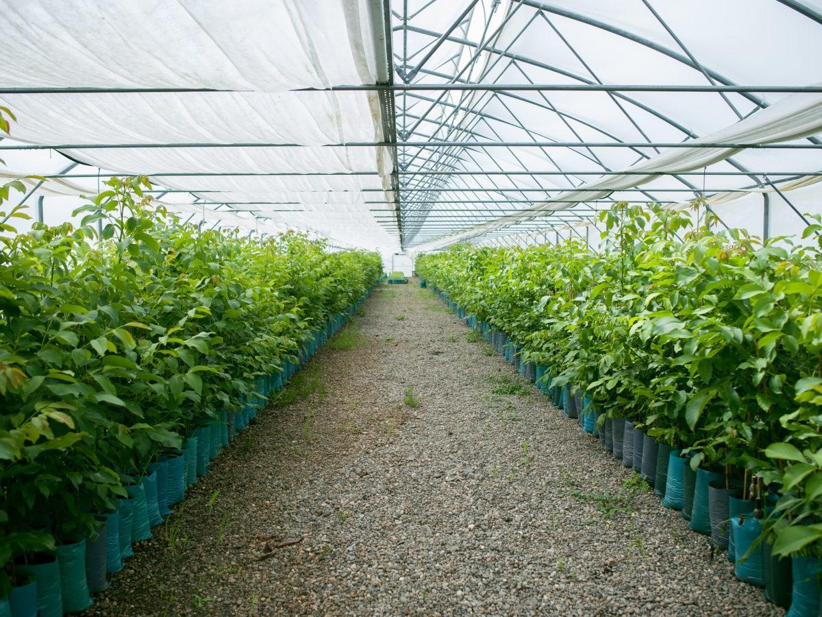 Specialized nursery for the production of walnut seedlings in protected areas