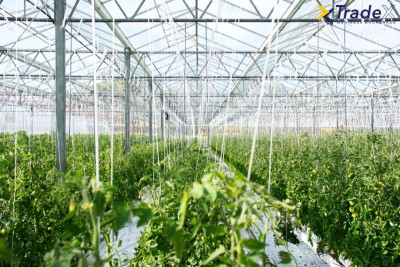 Afacere la cheie - Producție de legume și fructe în spații protejate - cu potențial de creștere