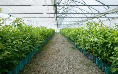 Specialized nursery for the production of walnut seedlings in protected areas