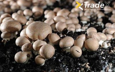 Mushroom Cultivation – The Business of the Next Generation of Entrepreneurs