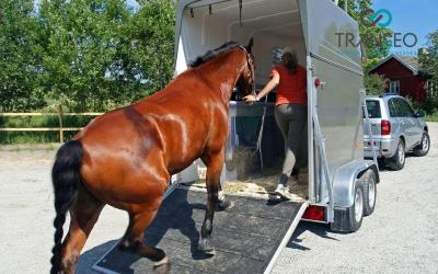 Horse transportation vehicle manufacturer for sale
